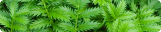 Shrubs