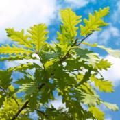 Oak Tree (Standard Trees)