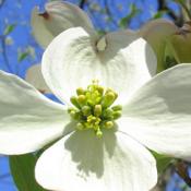 'Dog Wood' Cornus (Shrubs)