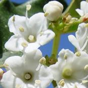 'Eve Price' Viburnum Tinus (Shrubs)