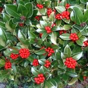 Skimmia (Shrubs)