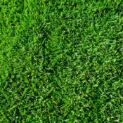 Quality Lawn Turf 50m&sup2; (Turf)