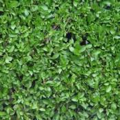 Laurel Hedging Blocks (Hedge Units)