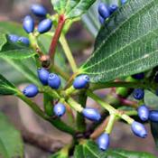 'Viburnum' Viburnum Davidii (Shrubs)