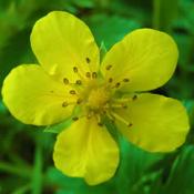 Potentilla (Shrubs)
