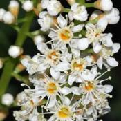 Prunus Laurus (Shrubs)
