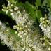 Shrubs
