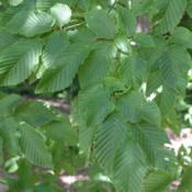 Hornbeam (Standard Trees)