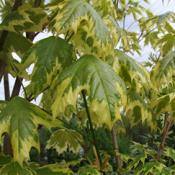 Acer Drummondii (Standard Trees)