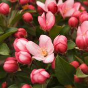 Ornamental Crab Apple Tree (Standard Trees)