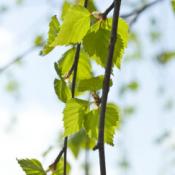 Birch Tree (Standard Trees)