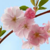 Flowering Cherry (Standard Trees)