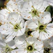 Hawthorn Tree (Standard Trees)