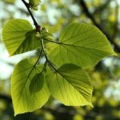 Lime Tree (Standard Trees)