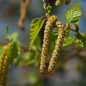 Weeping Birch (Standard Trees)