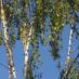 Standard Trees
