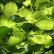Green Beech (Standard Trees)